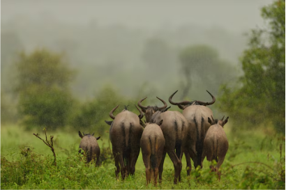 Tsavo East & West National Parks