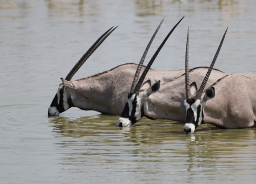 Lake Manyara National Park